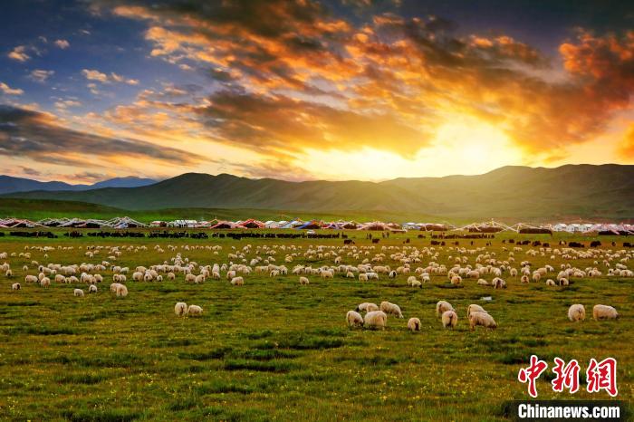 資料圖為青海省玉樹州稱多縣草原風光。　郭夏 攝