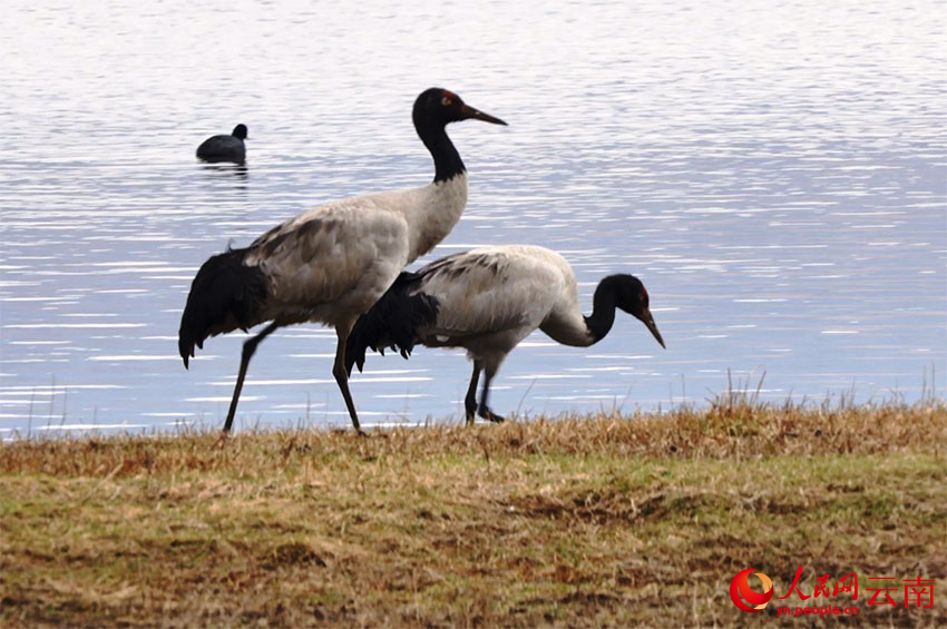 香格里拉納帕海濕地的黑頸鶴。李競若攝