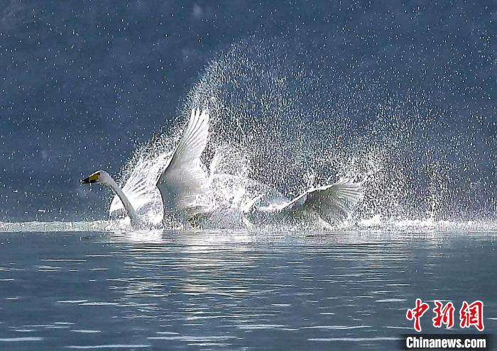 圖為大天鵝在水中嬉戲。　嚴桉 攝