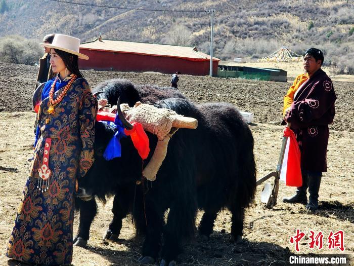 圖為藏族民眾牽著耕牛參加春耕儀式。　王麗山 供圖