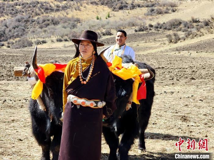 圖為藏族民眾牽著耕牛參加春耕儀式。　王麗山 供圖