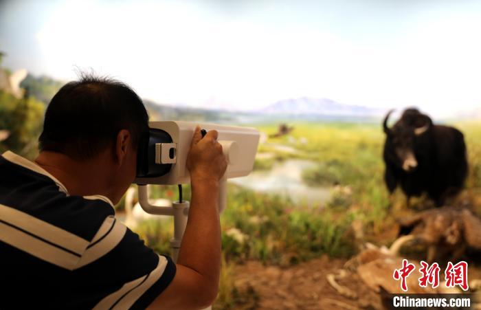 圖為臺商觀看祁連山國家公園生態科普館內生態場景。 薛蒂 攝