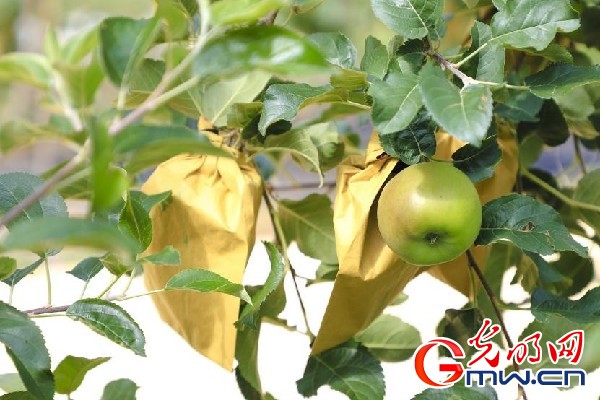 我們的家園｜小蘋果帶動大產業，帶你看看這座阿壩州小村的鄉村振興新模式