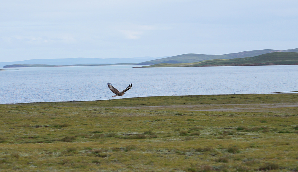 大自然的生態美學！黃河源園區哪一抹色彩最讓你心動？
