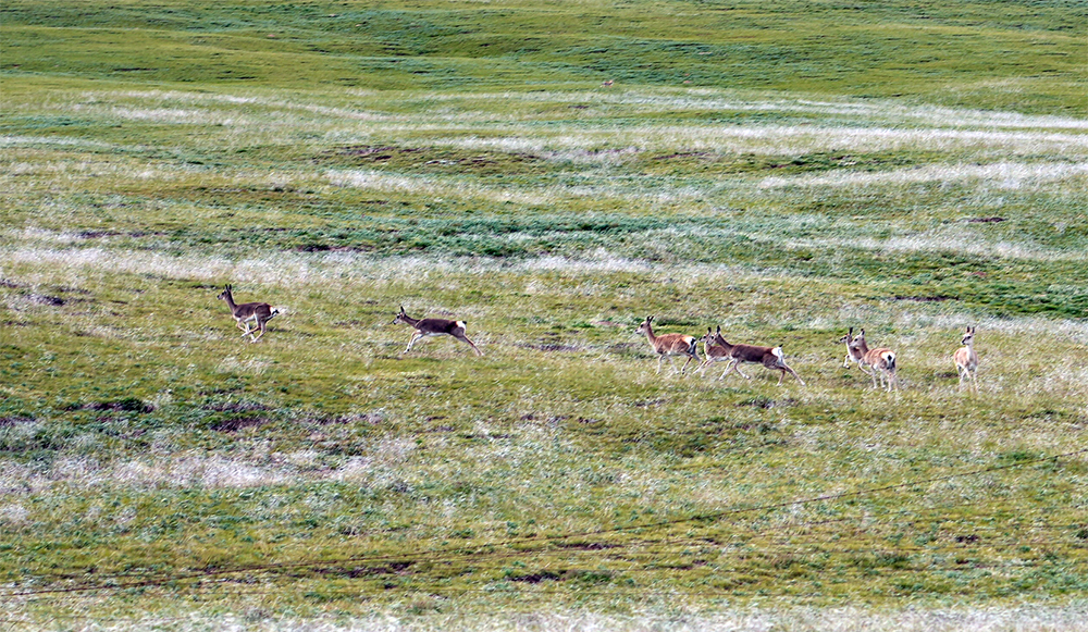 大自然的生態美學！黃河源園區哪一抹色彩最讓你心動？
