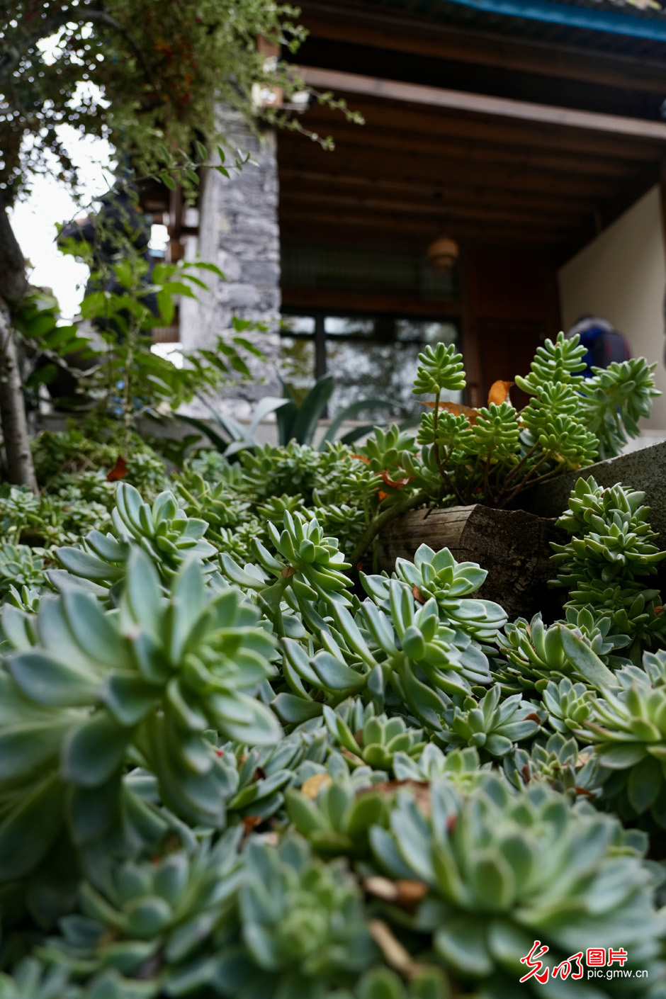 【世界的香格里拉】民宿經濟為鄉村振興注入新活力