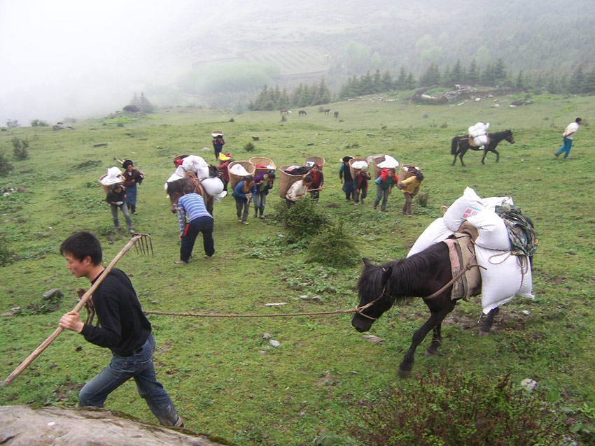 在黃河上游補播牧草。阿壩州委宣傳部供圖