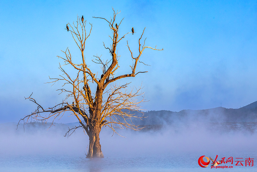 普通鸕鶿。李志剛攝