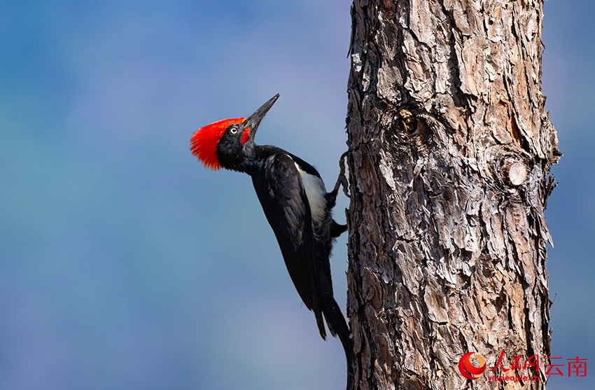 白腹黑啄木鳥。郎批攝
