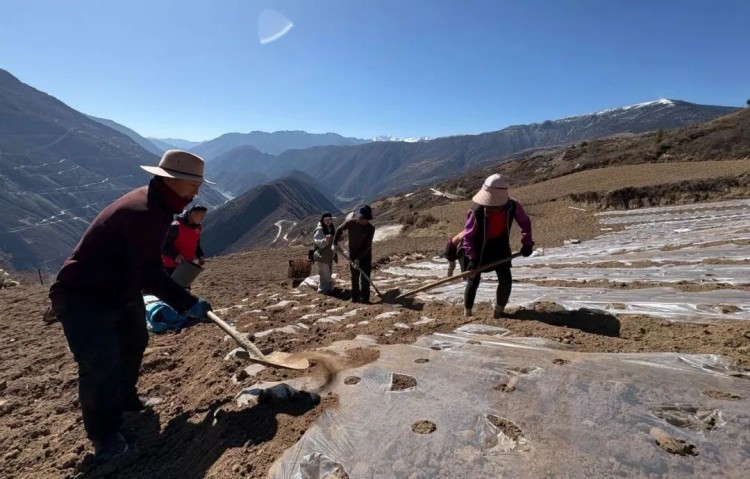 村民們正在種土豆。黑水縣融媒體中心供圖