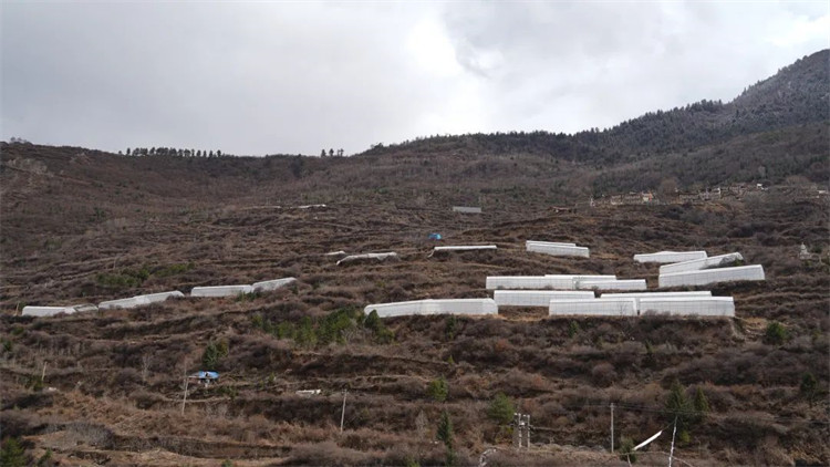 木日窩村藍莓示范基地。黑水縣融媒體中心供圖
