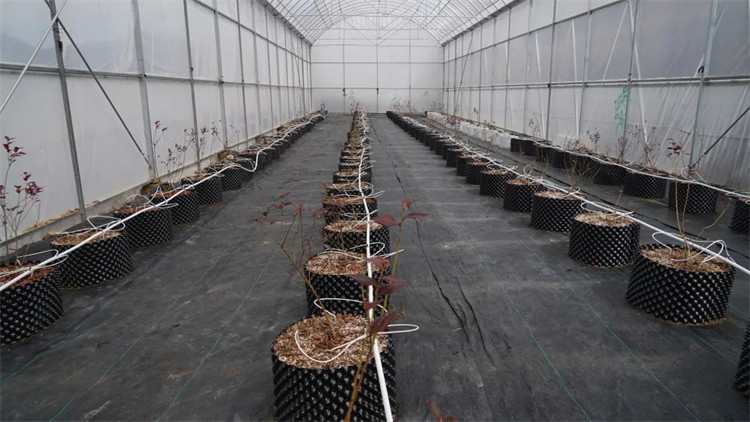 木日窩村藍莓示范基地的藍莓苗。黑水縣融媒體中心供圖