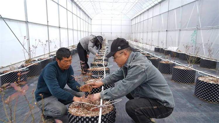 任宇和工人一起為藍莓苗修枝。黑水縣融媒體中心供圖