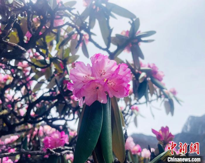 近日，西藏自治區(qū)山南市加查縣索囊溝的杜鵑花競相綻放?！∪轿木?攝