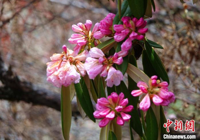 近日，西藏自治區(qū)山南市加查縣索囊溝的杜鵑花競相綻放?！∪轿木?攝