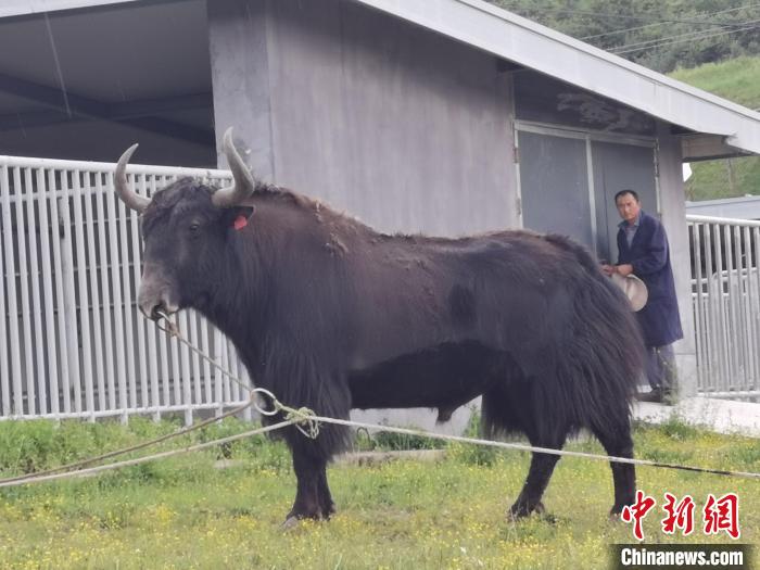 探訪全國(guó)最大牦牛產(chǎn)學(xué)研基地：“大通牦牛”改良后裔約180萬(wàn)頭