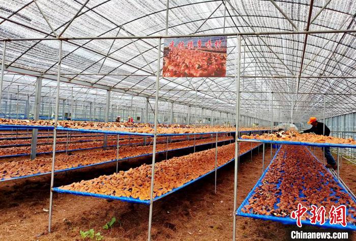 圖為紅太陽科技示范家庭農場采收的靈芝。　平措旺青供圖