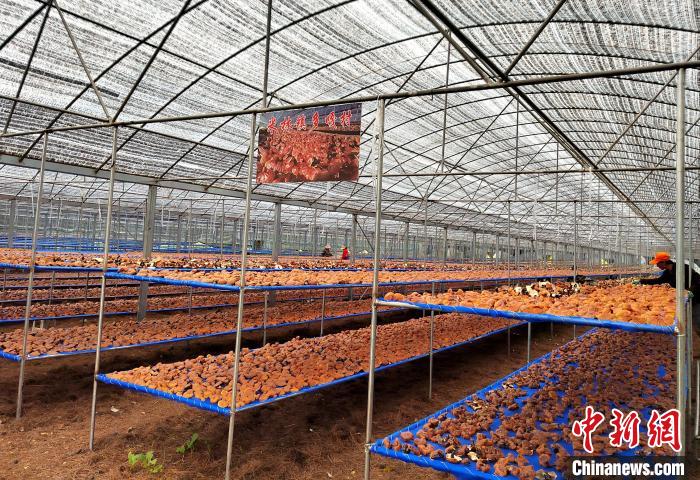 圖為紅太陽科技示范家庭農場采收的靈芝。　平措旺青供圖