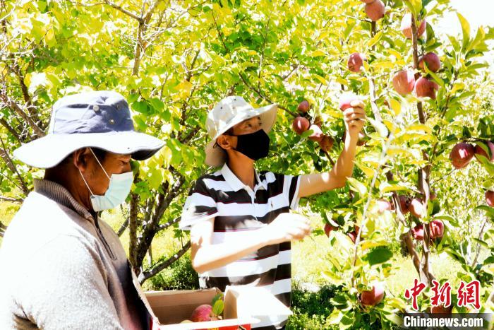 圖為西藏阿里札達縣底雅鄉村民在自家果園采摘果實。　阿旺扎西 攝