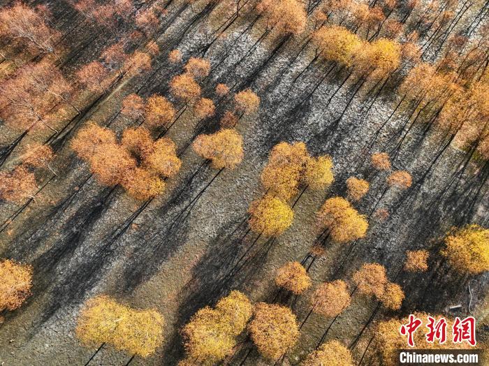 入冬時(shí)節(jié)，雅魯藏布江畔的樹林一片金黃。　董志雄 攝