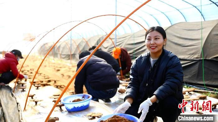 圖為農民采收靈芝孢子粉?！∴嚢?攝