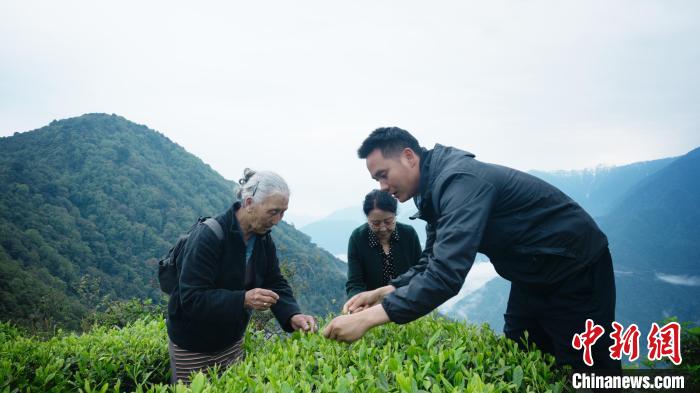 圖為銀發(fā)旅游體驗(yàn)團(tuán)兩位老人體驗(yàn)采茶。　西藏專(zhuān)項(xiàng)旅游協(xié)會(huì)供圖