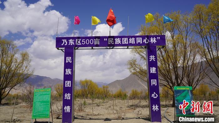 圖為“民族團(tuán)結(jié)同心林”項(xiàng)目。　乃東融媒供圖