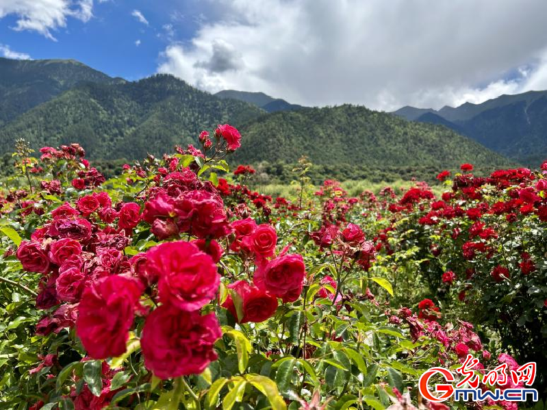 我們的家園丨工布花谷：高原花開香飄全國，產業經濟增收致富