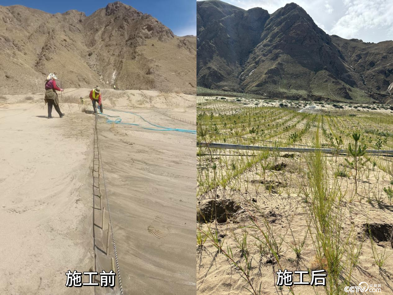 拉薩南北山綠化工程貢嘎段11號片區生態修復工程實施前后對比圖