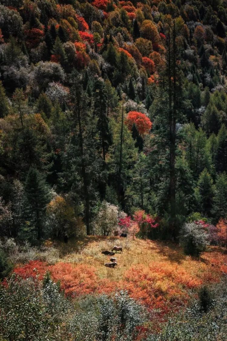 懂西藏的人，一定不會錯過林芝的秋天