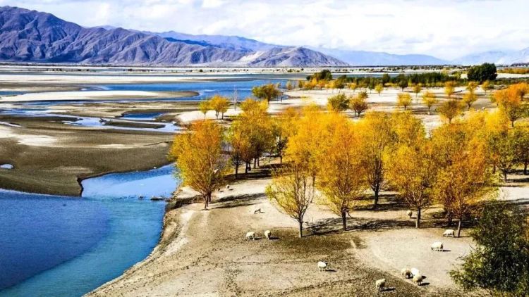 懂西藏的人，一定不會錯過林芝的秋天