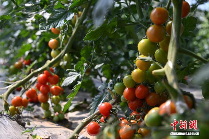 西藏墨竹工卡縣農業示范園：賦能現代農業發展帶動民眾增收致富