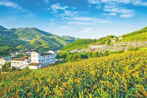 【理上網來o輝煌十九大】鄉村振興戰略：更綜合、全面、系統的發展戰略