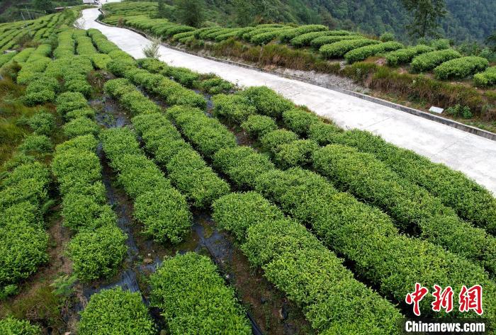 圖為西藏林芝市墨脫縣背崩鄉格林村山頂的景觀茶園。(無人機照片) 李林 攝